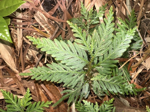 Selaginella delicatula observed 2026-10-10