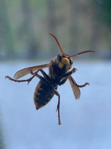 European Hornet