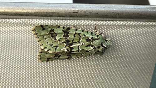 Merveille du Jour