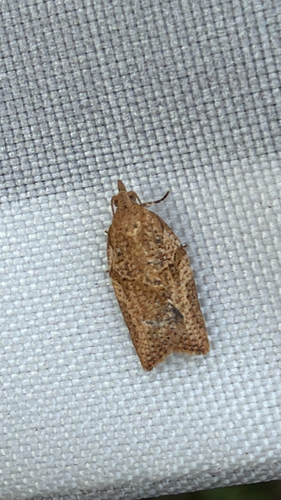 Light Brown Apple Moth