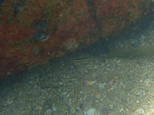 Stethojulis interrupta observed 2026-09-28