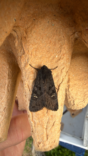 Black Rustic