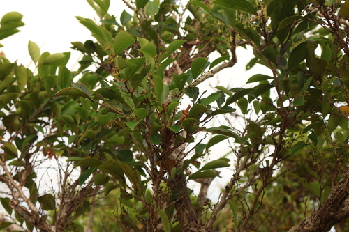Glochidion rubrum observed 2026-10-09