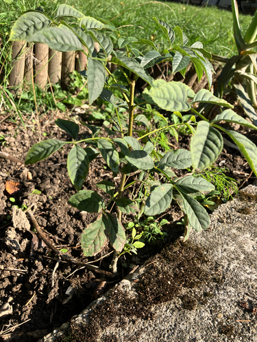 European ash
