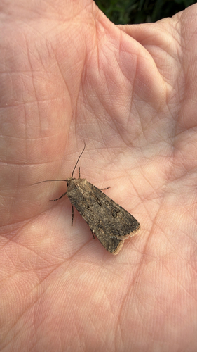 Turnip Moth