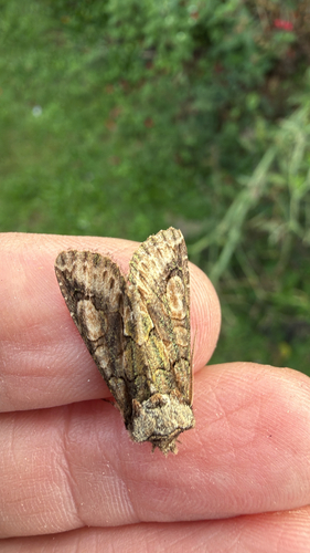 Green-brindled Crescent