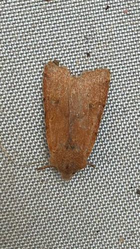Beaded Chestnut