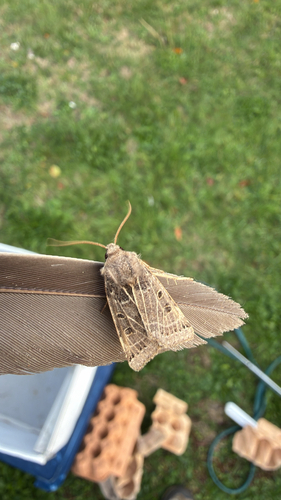Lunar Underwing