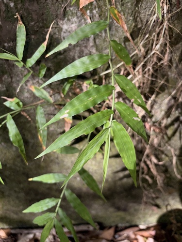 Oplismenus compositus observed 2026-10-10