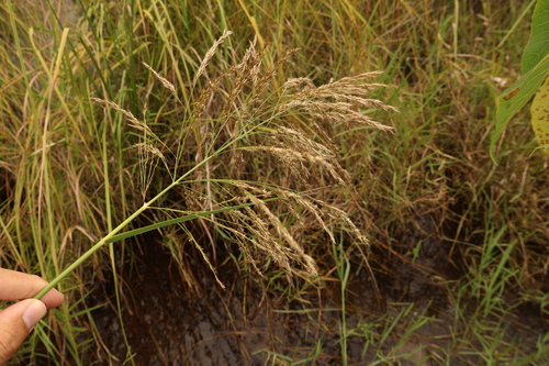 Phragmites karka observed 2026-10-10