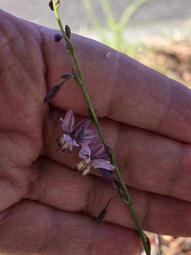 Arthropodium milleflorum observed 2026-10-11
