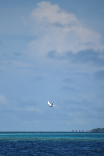 iNaturalist image