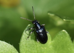 Lema concinnipennis
