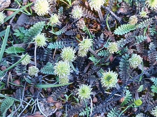 Leptinella squalida observed 2026-10-12