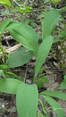 Allium microdictyon