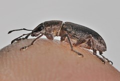 Tanymecus