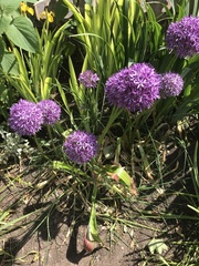 Allium hollandicum