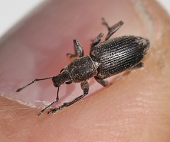 Tanymecus