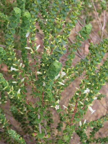 Styphelia cordifolia observed 2026-10-12
