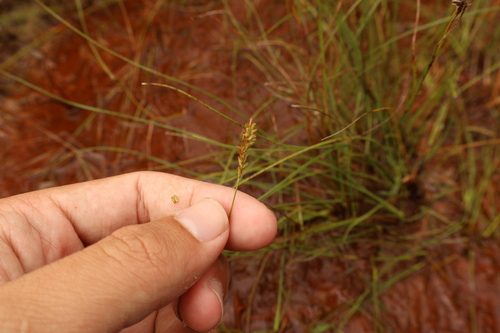 Sacciolepis indica observed 2026-10-10