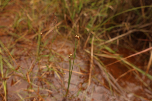 Eleocharis geniculata observed 2026-10-10