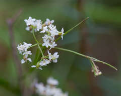 Platysace heterophylla heterophylla