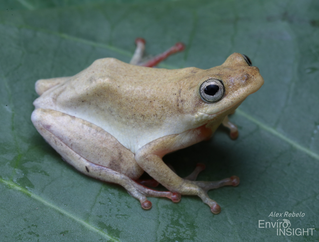 Chalky Reed Frog