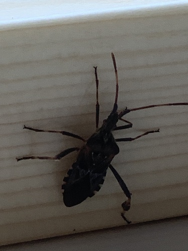 Western Conifer Seed Bug