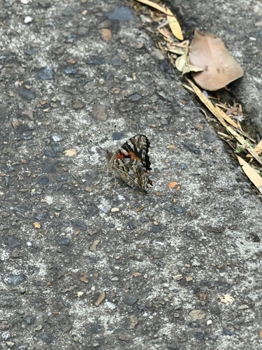 Australian Painted Lady