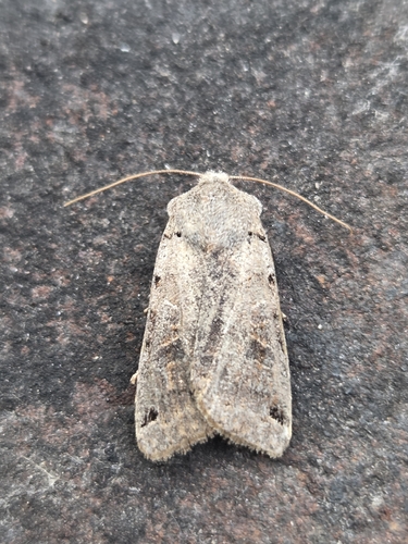 Brown-spot Pinion