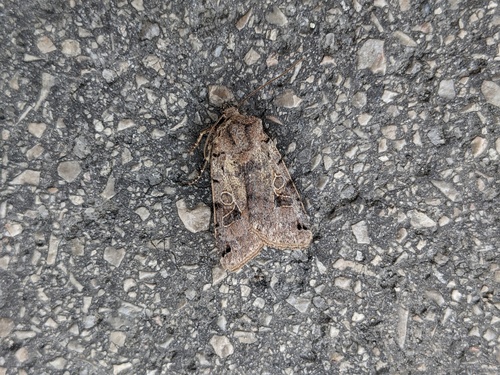 Brown-spot Pinion