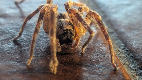 Mediterranean Spiny False Wolf Spider