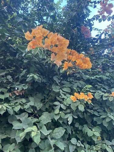 Bougainvillea buttiana observed 2026-10-12