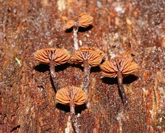 Kuehneromyces brunneoalbescens