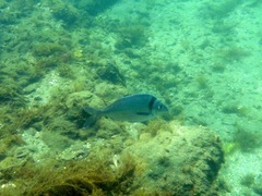 Nemadactylus macropterus