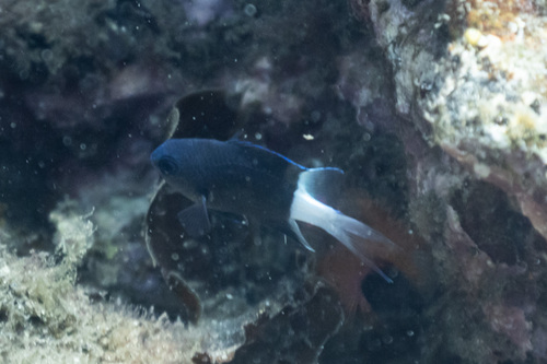 Chromis margaritifer observed 2026-10-11