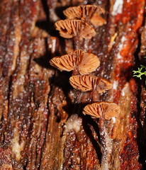 Kuehneromyces brunneoalbescens