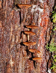 Kuehneromyces brunneoalbescens