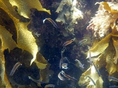 Trachinops caudimaculatus