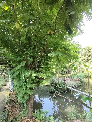 Bilimbi
