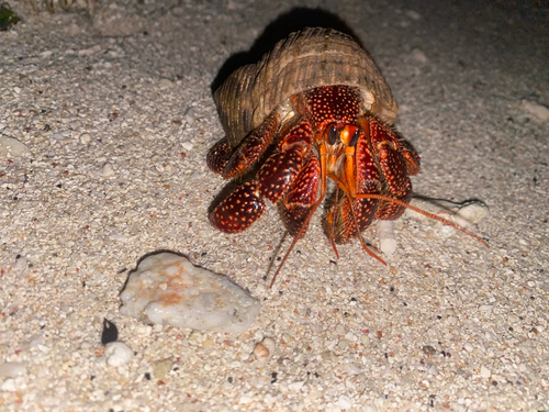 Coenobita perlatus observed 2026-10-12