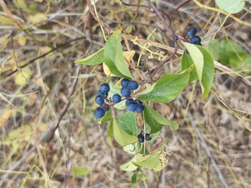 Cocculus orbiculatus observed 2026-10-12