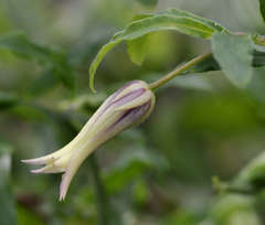 Billardiera mutabilis