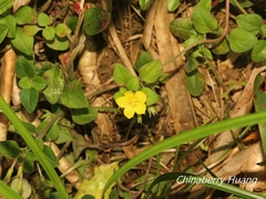 Lysimachia remota