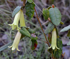 Correa reflexa reflexa