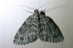 Hammaptera parinotata