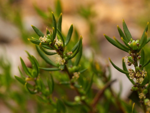 Amperea ericoides observed 2026-10-03