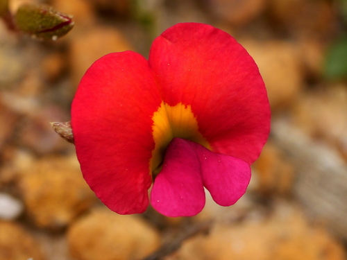 Chorizema rhombeum, 2026-10-03