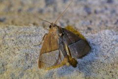 Apoda latomia