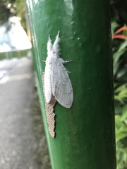 Calliteara horsfieldii